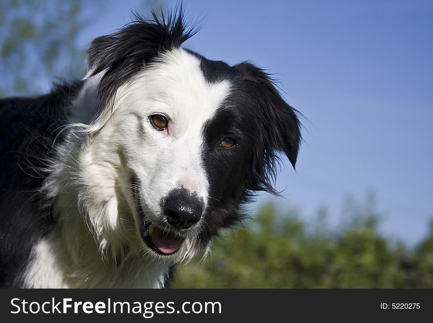 Border Collie (sheepdog) expectant and hopeful waiting to play with ball. Border Collie (sheepdog) expectant and hopeful waiting to play with ball