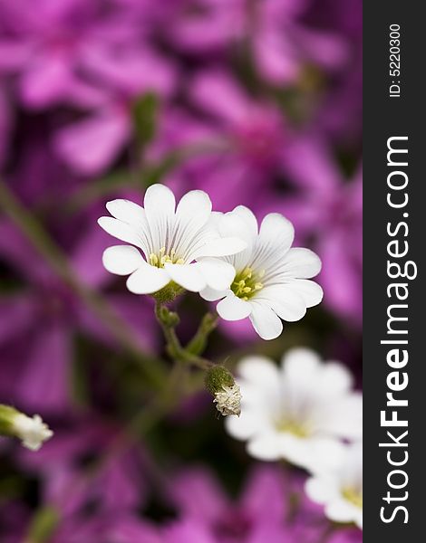 Two white flowers on violet background