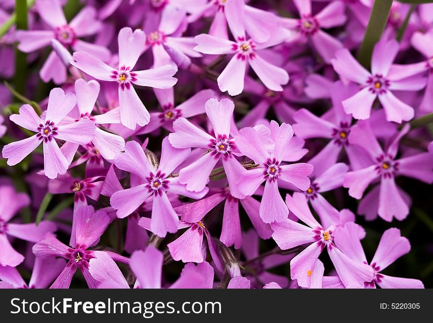 Violet flowers for decoration over background