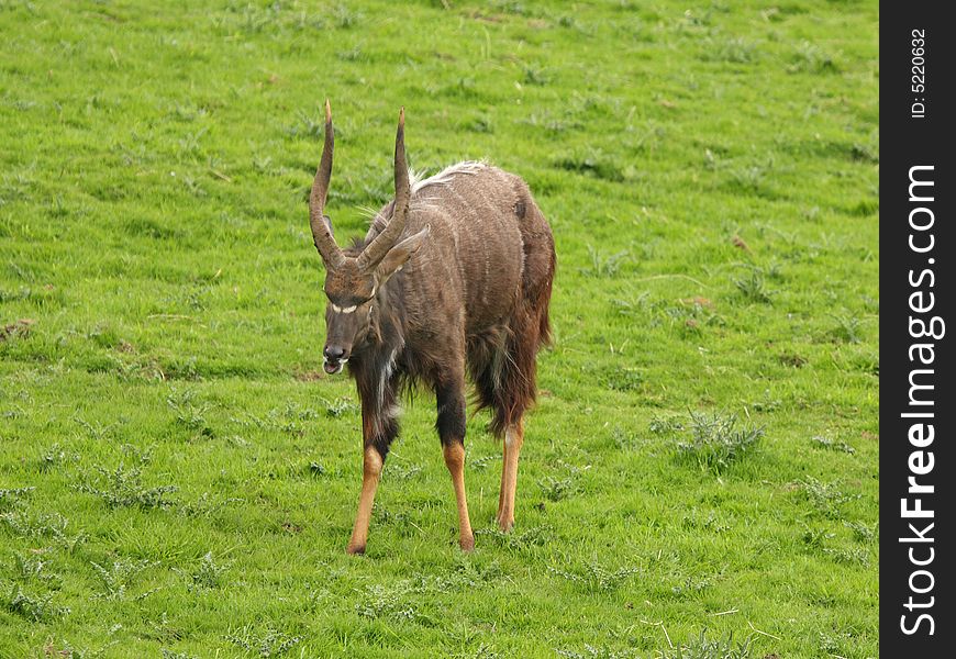 Male Nyala Antelope