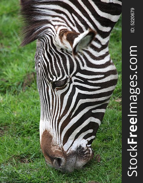 Photograph of a Zebra at Edinburgh Zoo