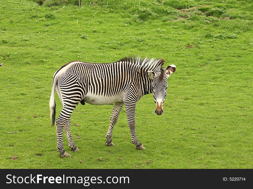 Photograph of a Zebra at Edinburgh Zoo