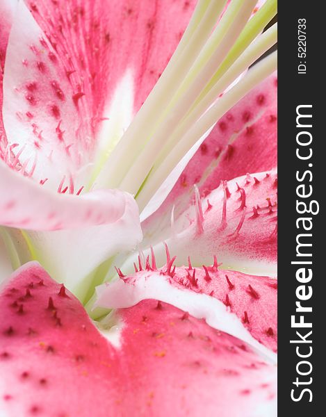 Macro close up of pink lily stamens. Macro close up of pink lily stamens