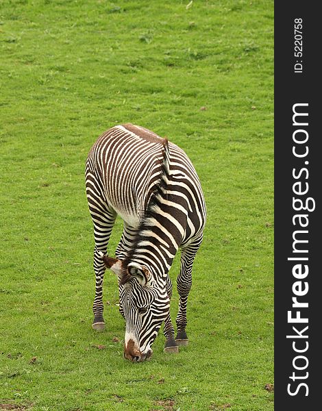 Photograph of a Zebra at Edinburgh Zoo