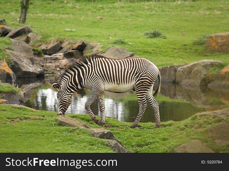 Photograph of a Zebra at Edinburgh Zoo