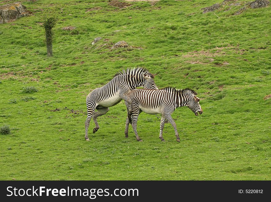 Photograph of Zebra's attempting to mate. Photograph of Zebra's attempting to mate