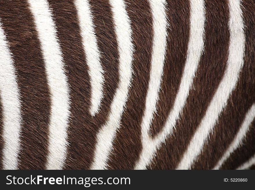 Close up of a zebra's coat. Close up of a zebra's coat