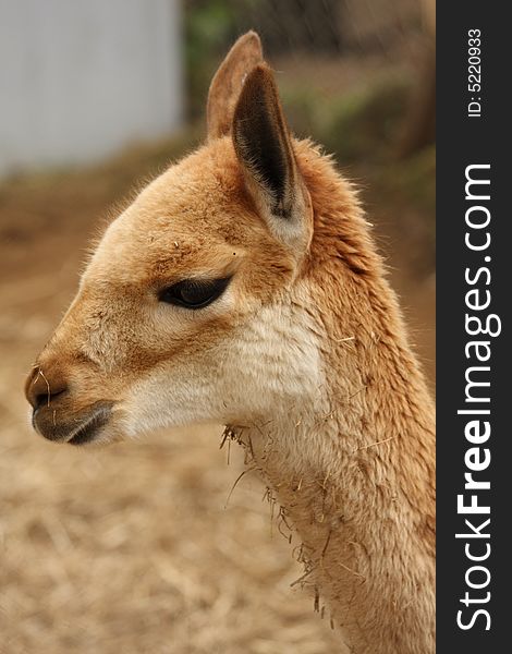 Head shot of a Vicuna