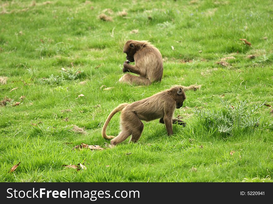 Photograph of a troop of Gelada Baboon