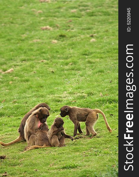 Photograph of a troop of Gelada Baboon