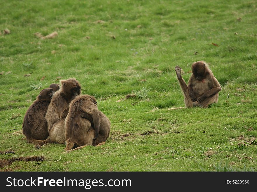 Photograph of a troop of Gelada Baboon