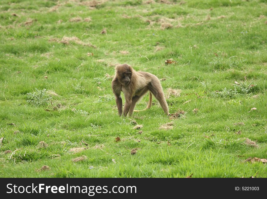 Photograph of a troop of Gelada Baboon