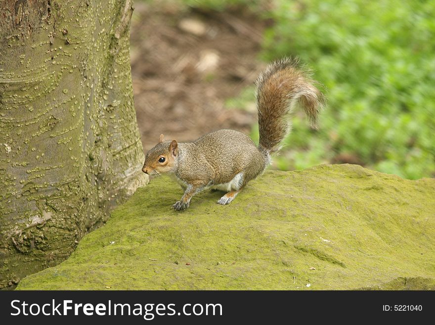 Grey Squirrel in Edinburgh, Scotland