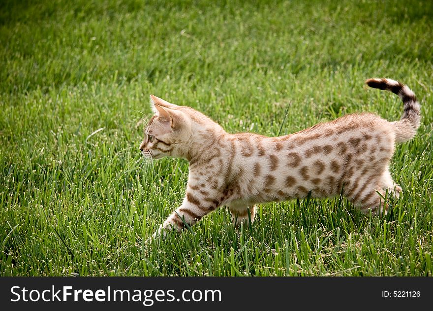Bengal kitten stalking its prey through the grass. Bengal kitten stalking its prey through the grass