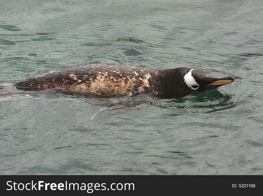 Photograph of a Gentoo Penguin