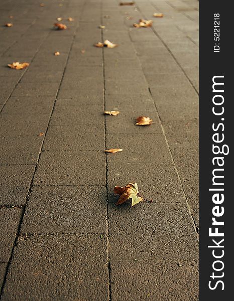 Autumn leaf on paved side-walk, seasonal image. Autumn leaf on paved side-walk, seasonal image