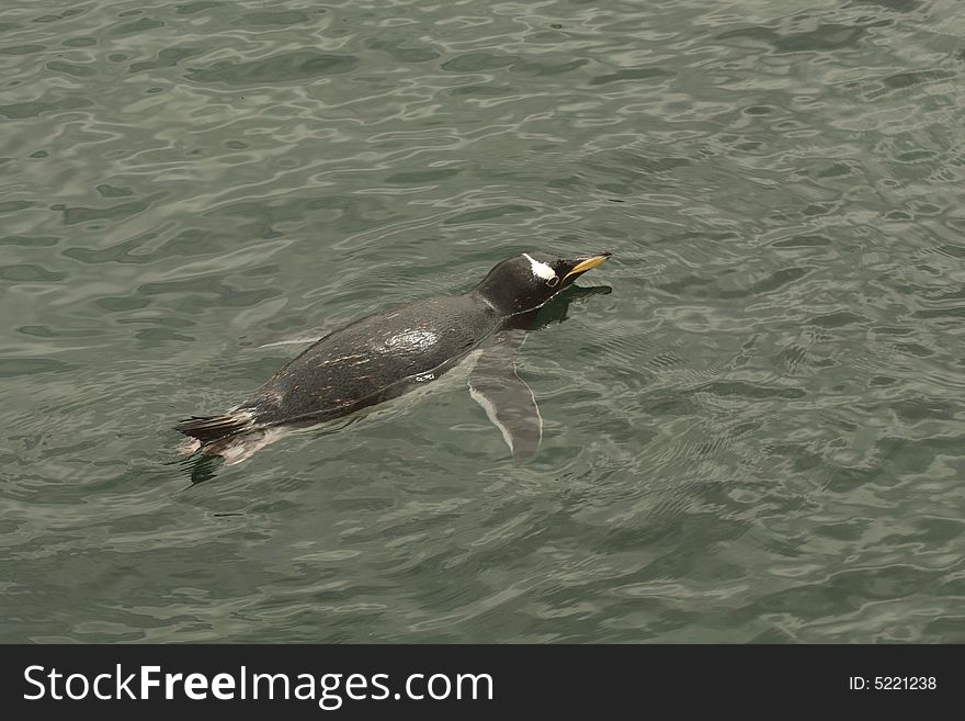 Photograph of a Gentoo Penguin