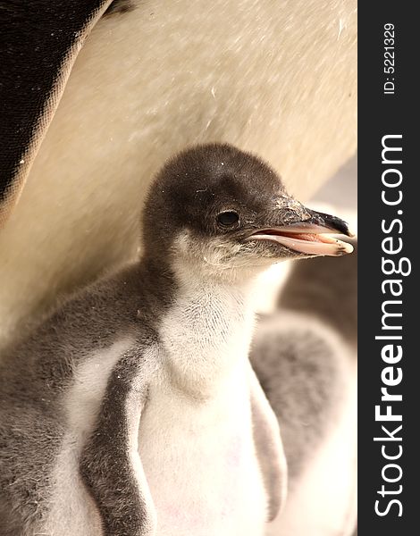 Photograph of a Gentoo Penguin chick