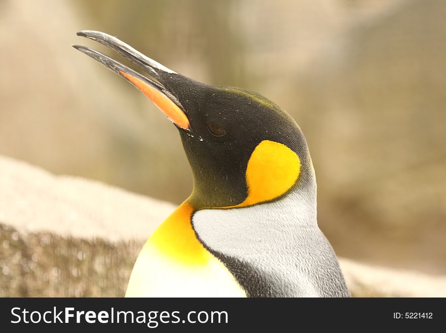 Photograph of a King Penguin