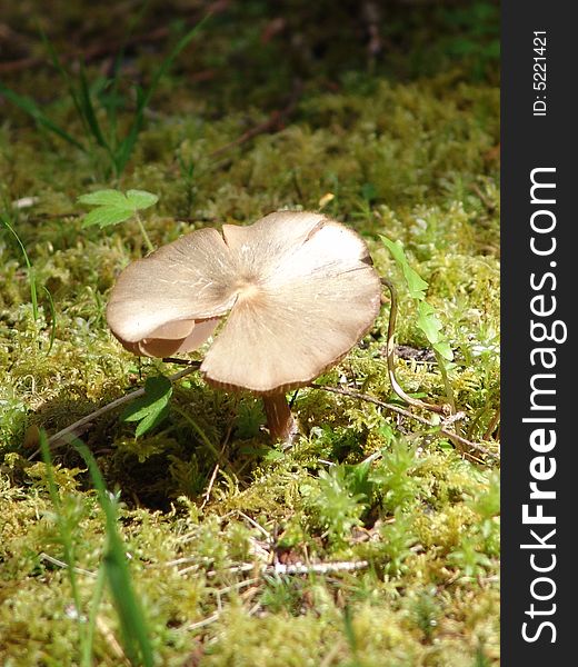 A forest mushroom in the spring. A forest mushroom in the spring