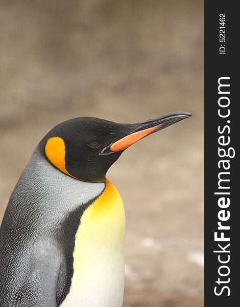 Photograph of a King Penguin