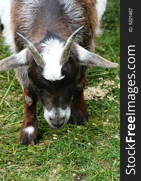 A little goat feeding on the grass. A little goat feeding on the grass