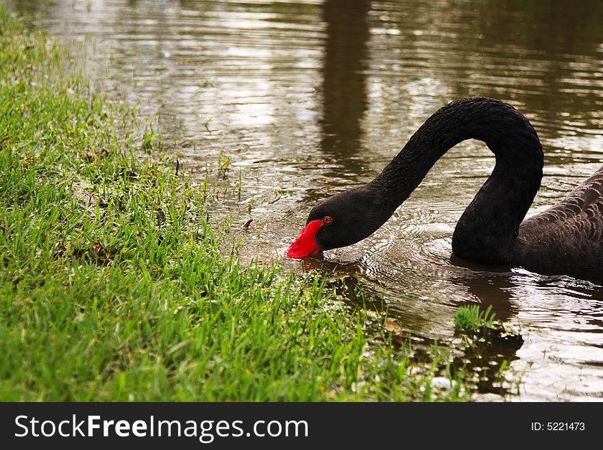 Black Swan feeding at river bank, native to Austraila. Black Swan feeding at river bank, native to Austraila