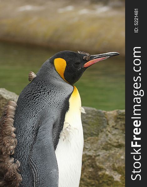 Photograph of a juvenile King Penguin