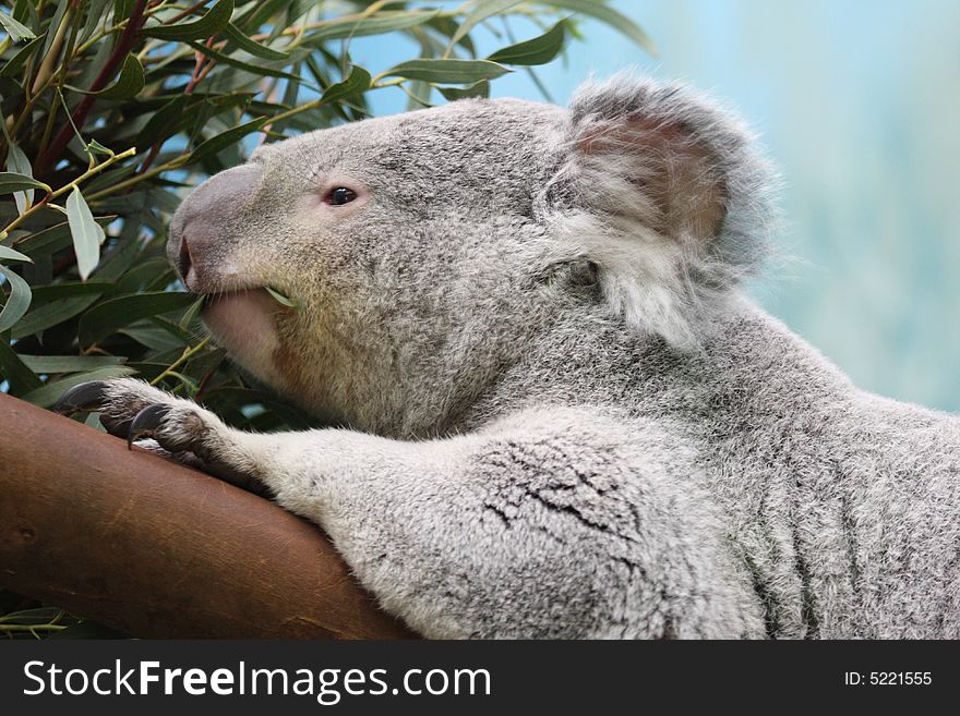 Photograph of a Koala Bear