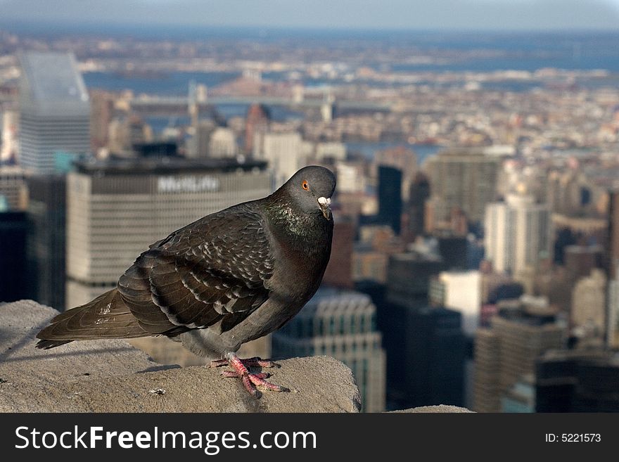Pigeon is posed above Manhattan. Pigeon is posed above Manhattan.