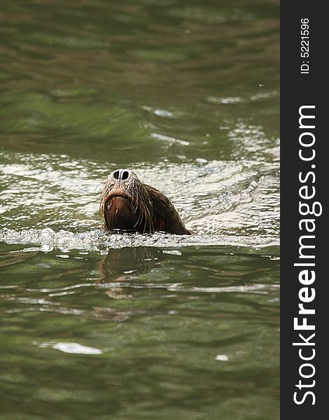 Photograph of a swimming sealion