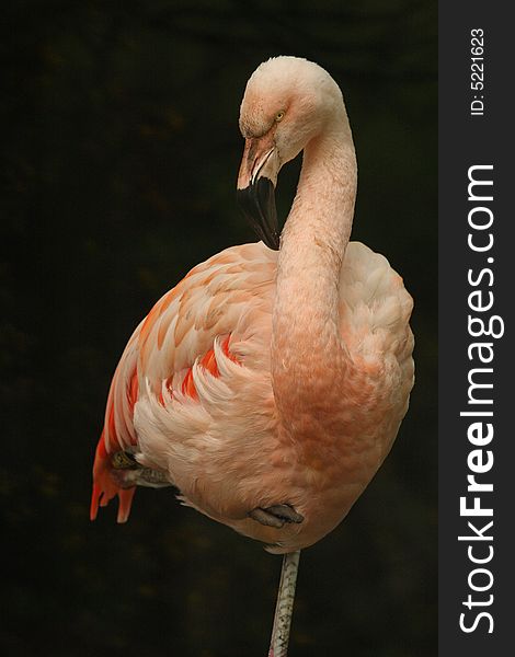 Pink flamingo on a dark background