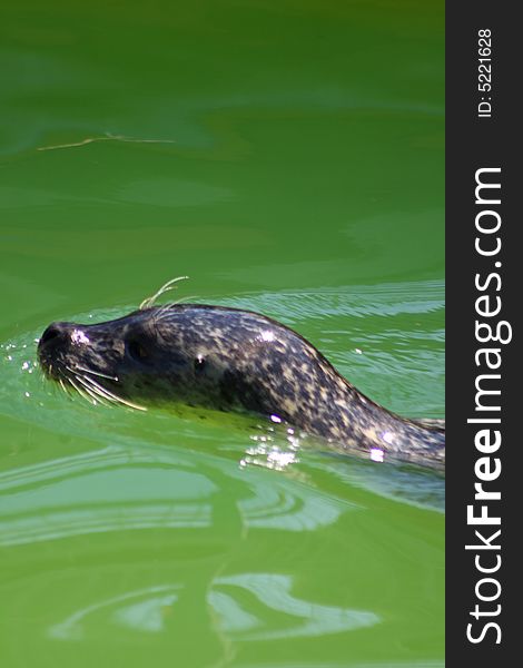 Grey Seal just North of Edinburgh, Scotland