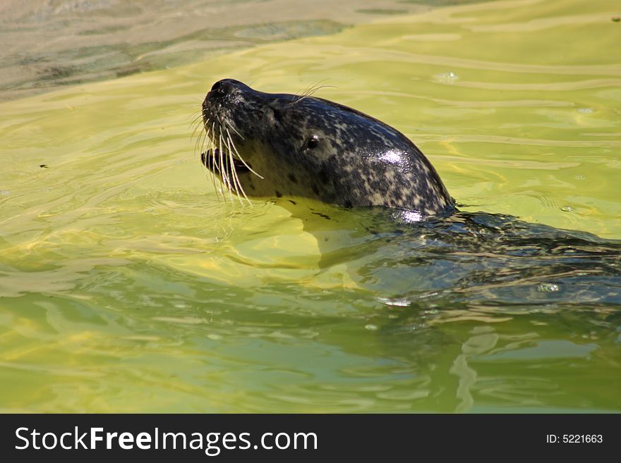 Grey Seal just North of Edinburgh, Scotland