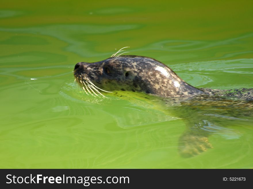 Grey Seal just North of Edinburgh, Scotland