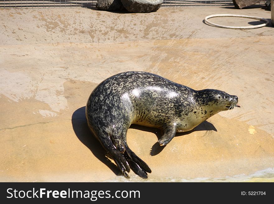 Grey Seal just North of Edinburgh, Scotland