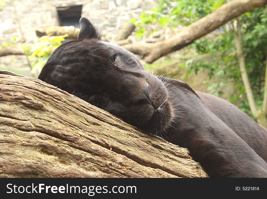 Sleeping black jaguar, (Bagheera from Jungle book?)