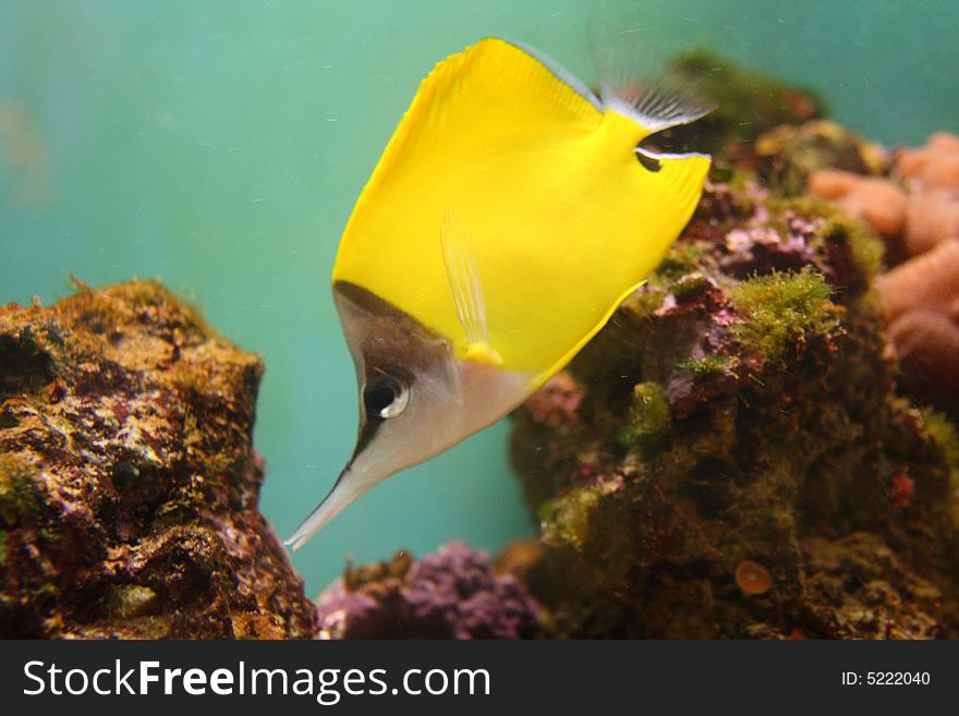 Photograph of a Long nosed banner fish