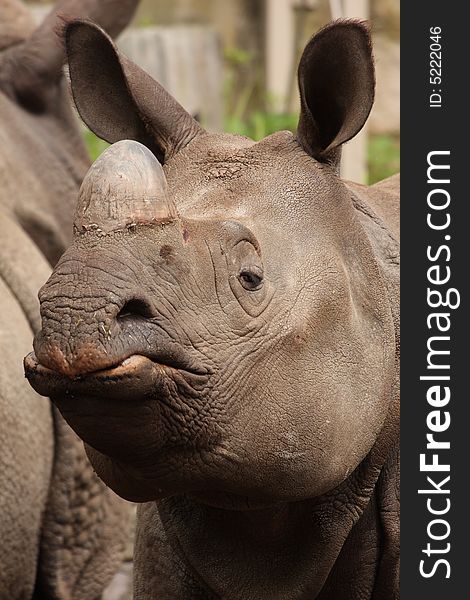 Female, Indian One horned Rhino. Female, Indian One horned Rhino