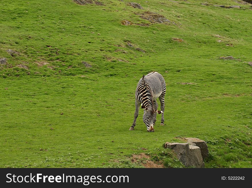 Photograph of a Zebra grazing