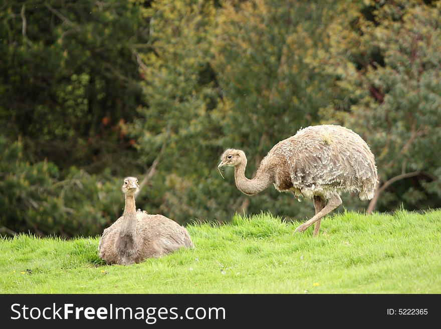 Two Darwin's Rhea on top of a hill