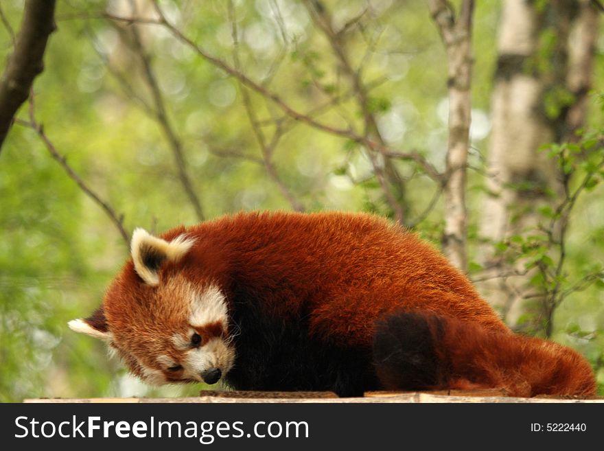 Photograph of a red panda