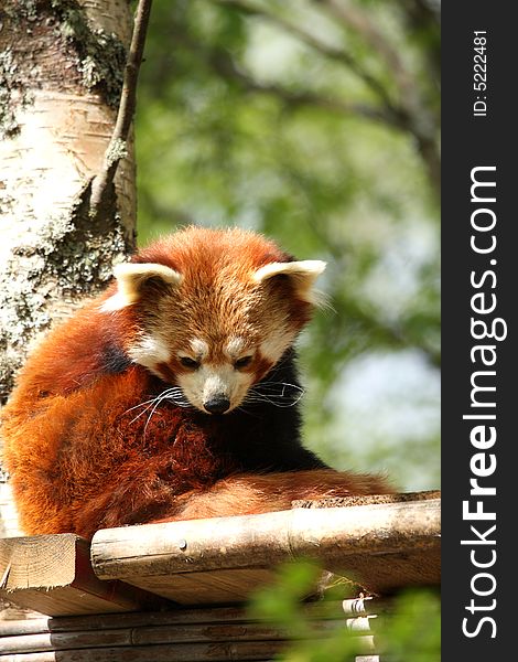 Photograph of a red panda