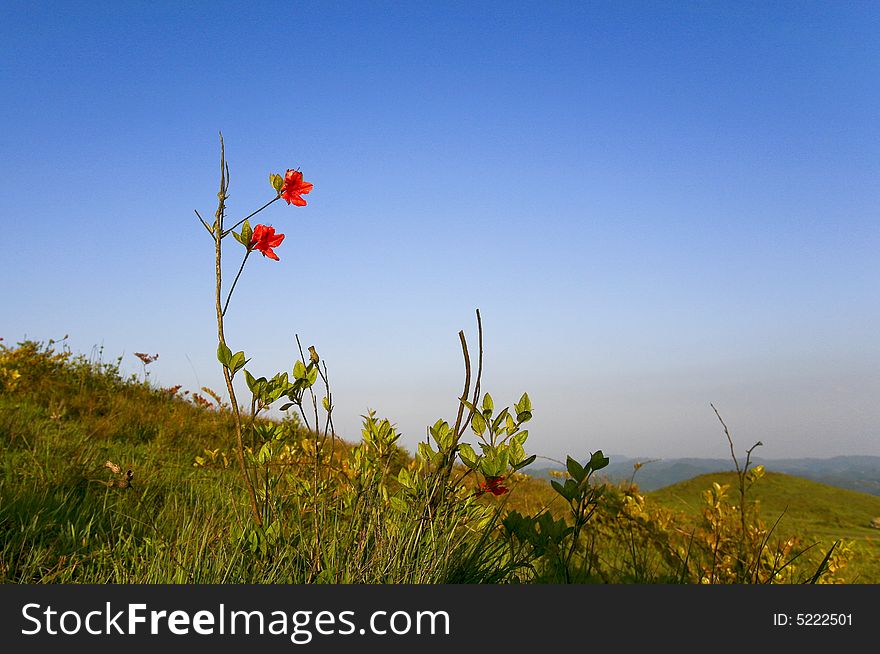 The azalea with the background of Blue Sky in the sunset. The azalea with the background of Blue Sky in the sunset