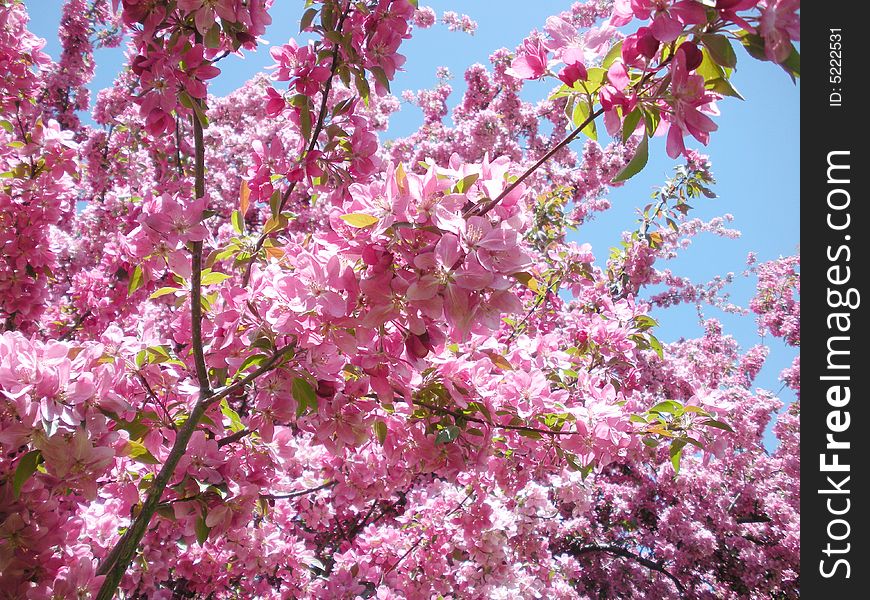 A beautiful bright pink tree in bloom