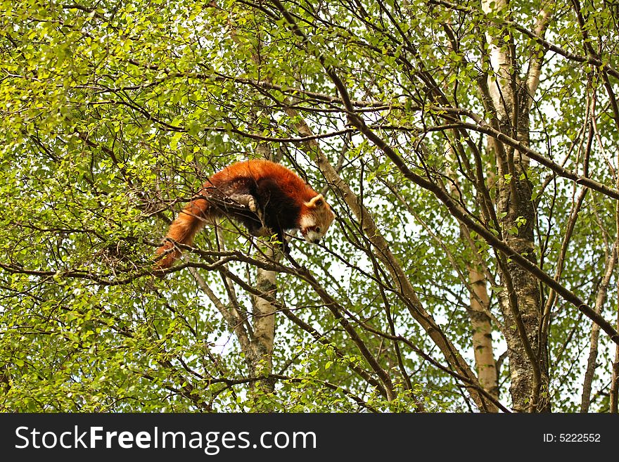 Photograph of a red panda