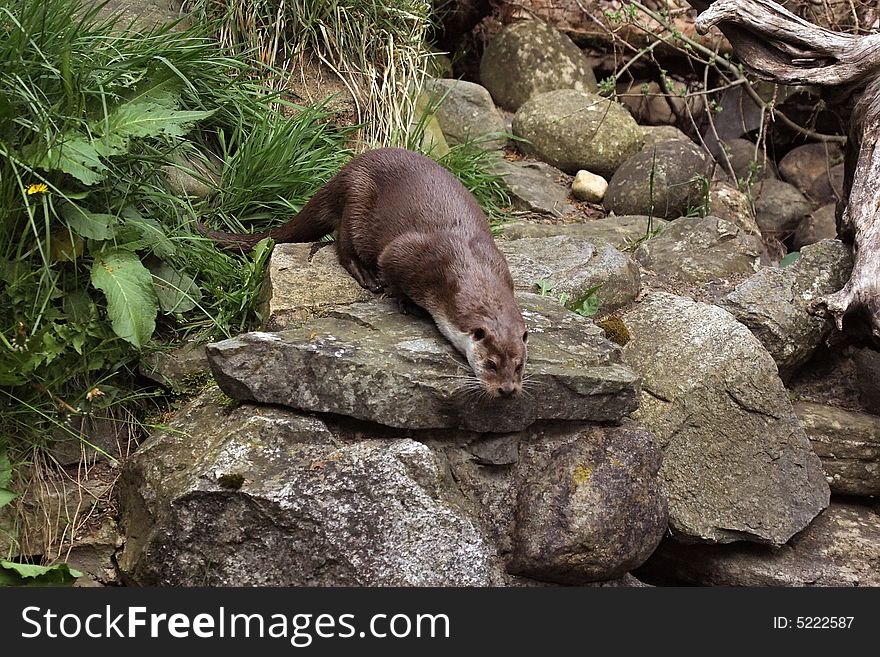 Photograph of a European Otter