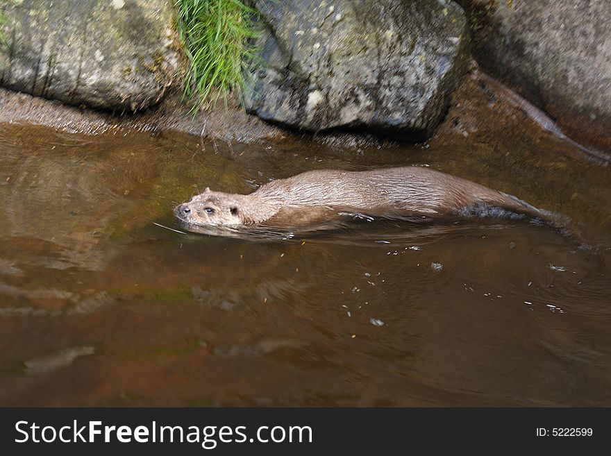 Photograph of a European Otter