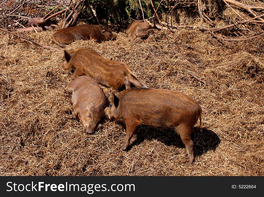 Photograph of Wild Boar family
