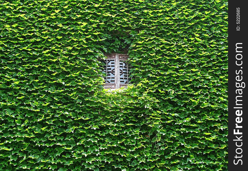 A wall with chinese traditional windows and leaves. A wall with chinese traditional windows and leaves